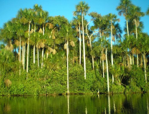 Palm oil plantations