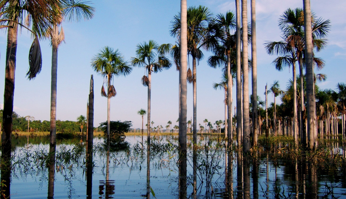plantaža buriti palme